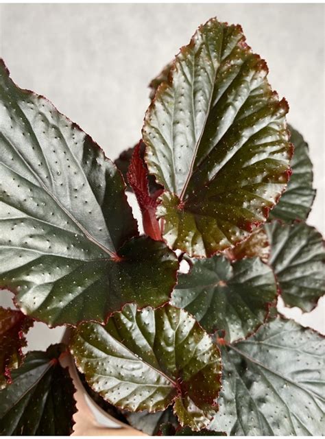 Enhance Your Home Decor with Begonia Black Magic